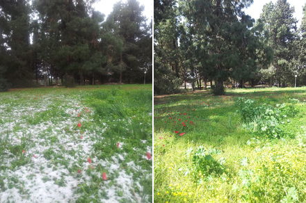 A little snow in Kibbutz Gaaton, Israel, in the Galillee - 2015 