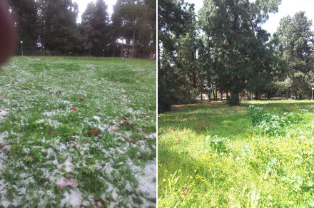 A little snow in Kibbutz Gaaton, Israel, in the Galillee - 2015