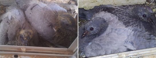 Pigeons growing on the window sill 