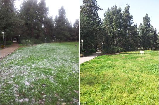 Before and after photos of a little snow in Kibbutz Gaaton in the Galillee